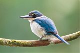 Pacific Kingfisher